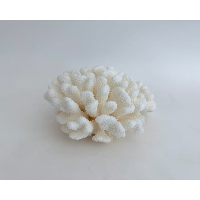 Shell Natural White Cluster Coral Specimen Coastal Decor For Sale - Image 7 of 8
