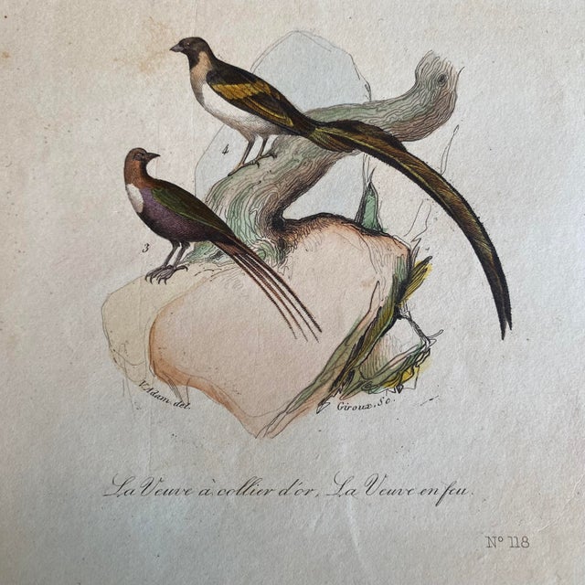 French French Antique 18th Century Bird Engraving Hand Colored Signed Artwork For Sale - Image 3 of 4