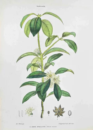 Vincenzo Tenore, The Star Anise, Lithograph, 1870s