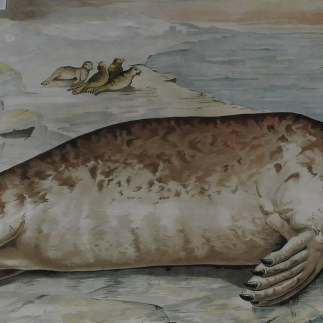 1930s Vintage Seal Marine Wildlife Wall Chart Poster For Sale - Image 5 of 7