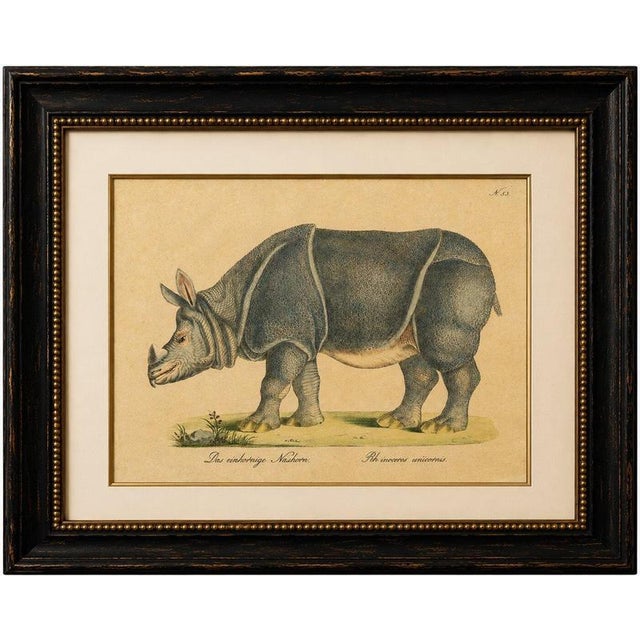 Indian Rhinoceros (Rhinoceros unicornis), Brodtmann Natural History Print, 1816 This original hand-colored lithograph...