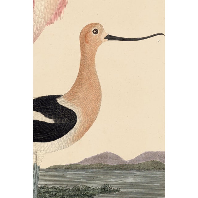 Illustration Wilson Pink Spoonbill Print For Sale - Image 3 of 7