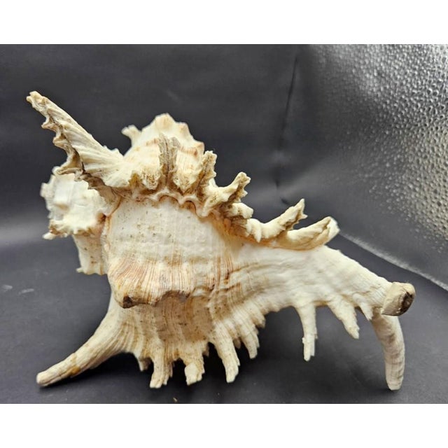 Vintage South Pacific Australian Spiny White W Pink Conch Shell 9.5" X 8" X 7" For Sale - Image 12 of 12
