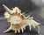 Vintage South Pacific Australian Spiny White W Pink Conch Shell 9.5" X 8" X 7" For Sale - Image 12 of 12