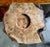 Maple Burl Burlwood Art Bowl Sculpture With Bark Live Edge For Sale In Raleigh - Image 6 of 8