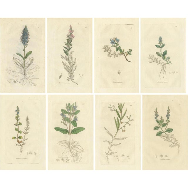 After James Sowerby, Botanical Illustrations of Speedwell Varieties, 1830s, Engravings, Set of 8 For Sale - Image 10 of 10