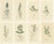 After James Sowerby, Botanical Illustrations of Speedwell Varieties, 1830s, Engravings, Set of 8 For Sale - Image 10 of 10