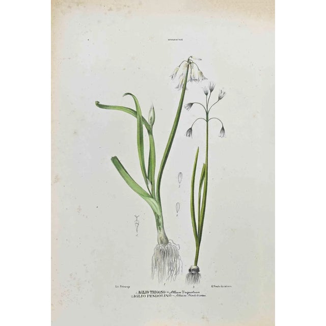 Vincenzo Tenore, The Lilies, Lithograph, 1870s For Sale