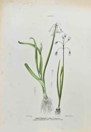 Vincenzo Tenore, The Lilies, Lithograph, 1870s
