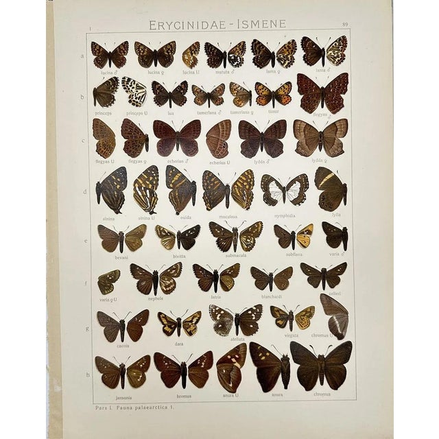 Illustration 1910s Adalbert Seitz Butterfly Prints – Hesperia Apostictopterus & Erycinidae Ismene (C. 1909–1915), Set of 2 For Sale - Image 3 of 3