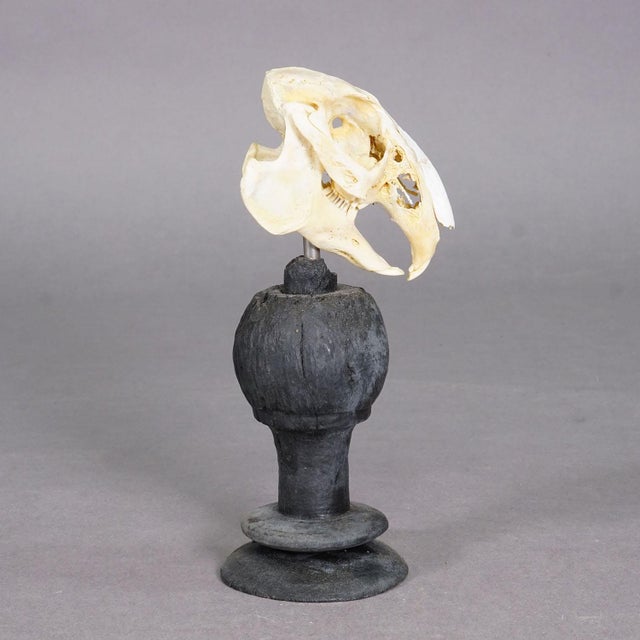 Antique Real Skull of a Rabbit, Germany ca. 1900s An antique taxidermied skull of the rabbit (Oryctolagus cuniculus)...