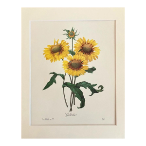 Vintage P. J. Redouté Print in 11x14 Mat - "Galardia", Blanket Flower, EUC