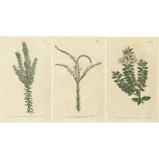 Curtis, Struthiola, Speedwell, Phylica, 1794, Prints, Set of 3 For Sale