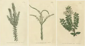 Curtis, Struthiola, Speedwell, Phylica, 1794, Prints, Set of 3