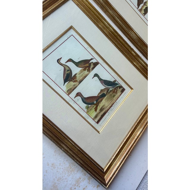 Duck, Loon & Cormorant Original Print From Histoire Naturelle, 1751 For Sale - Image 4 of 6