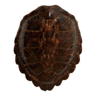 Antique Organic Turtle Shell For Sale