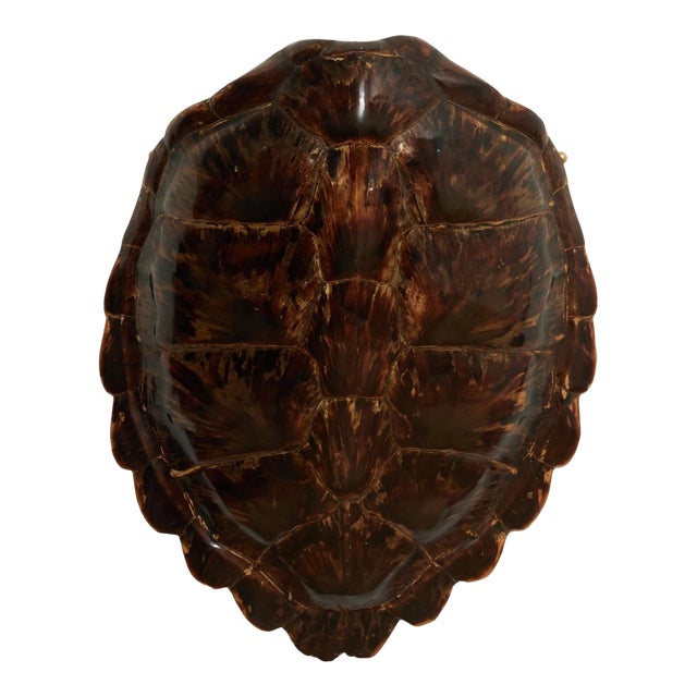 Antique Organic Turtle Shell For Sale