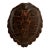 Antique Organic Turtle Shell For Sale