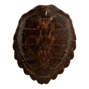 Antique Organic Turtle Shell