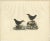 Paper Selby, Aquatic Songbirds Named Dippers, 1826, Hand-Colored Print For Sale - Image 7 of 7
