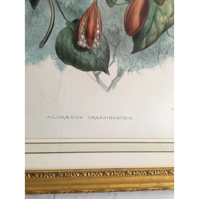 1900 - 1909 Early 20th Century Antique J.Wolf & J.Smith “Ailureadus Crassirostris” Lithograph Print For Sale - Image 5 of 11