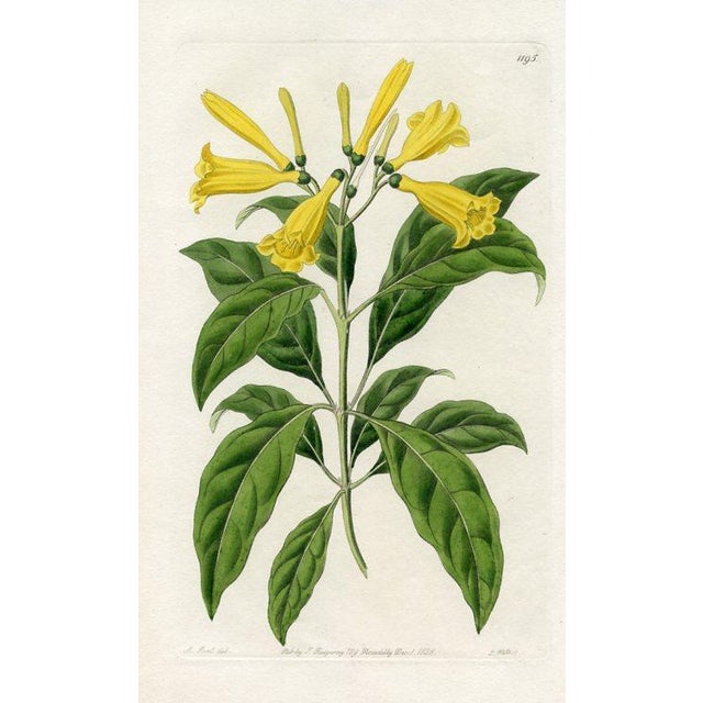 Original early-1800s hand colored engraving that appeared in "The Botanical Register", a British horticultural journal...