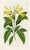 Original early-1800s hand colored engraving that appeared in "The Botanical Register", a British horticultural journal...