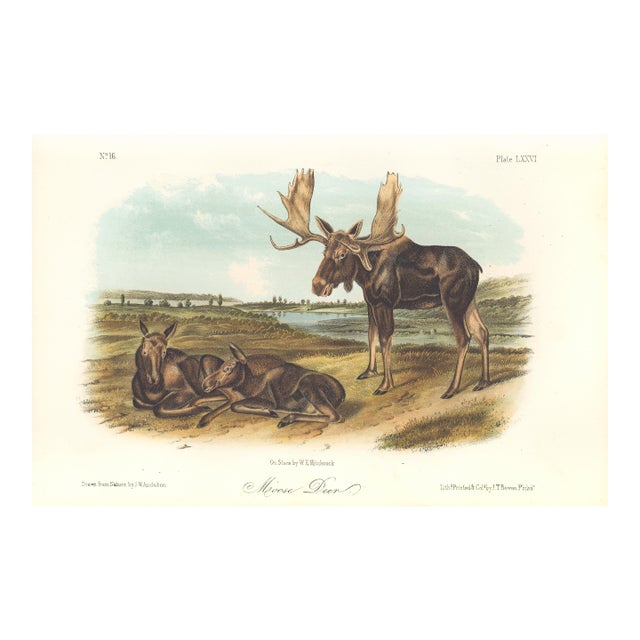 1851 Audubon Quadruped Octavo Lithograph "Plate 76 Moose Deer" For Sale