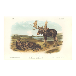 1851 Audubon Quadruped Octavo Lithograph "Plate 76 Moose Deer"