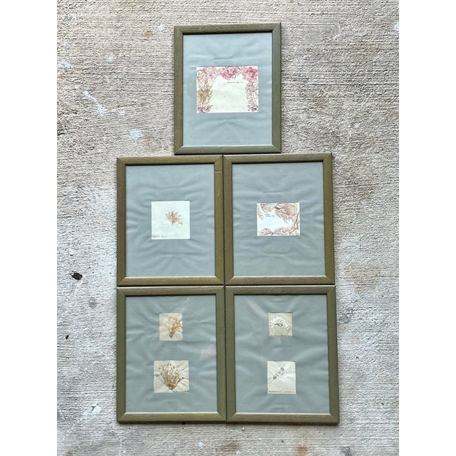 Vintage Pressed Specimen Clippings - Set of 5 For Sale - Image 12 of 12