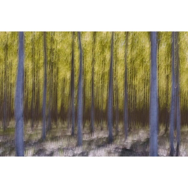 Mint Images, Blurred Motion Abstract of Poplar Trees at Commercial Tree Farm, Photographic Paper, in Flawless conditions....