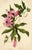 An original 1832 watercolour painting – E.B.R., Passion Flower (Passiflora).A superb large botanical watercolour dating...