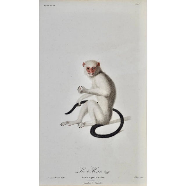 This is a framed 18th century folio-sized colored stipple engraving with hand-finishing entitled "Le Mico. Buff, Simia...