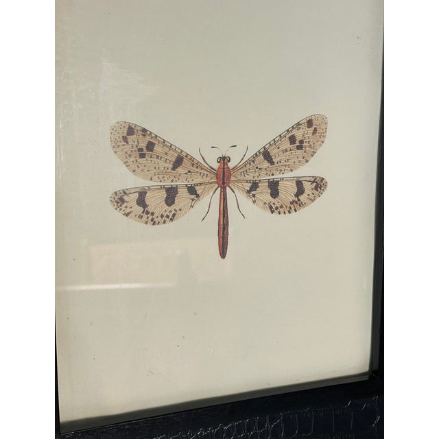 Dragonfly Chromolithograph in Leather Embossed Frame For Sale - Image 4 of 7