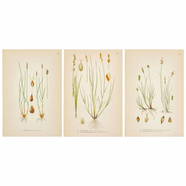 1900 - 1909 Nordic Carex Studies, c.1902 | Antique Swedish Botanical Prints, Set of 3 | Serene Natural History Art For Sale - Image 5 of 5