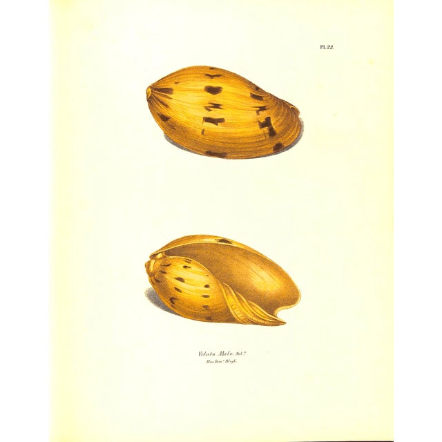 "Exotic Conchology or Drawings and Descriptions of Rare Beautiful or Undescribed Shells" 1968 Swainson, William For Sale - Image 9 of 12