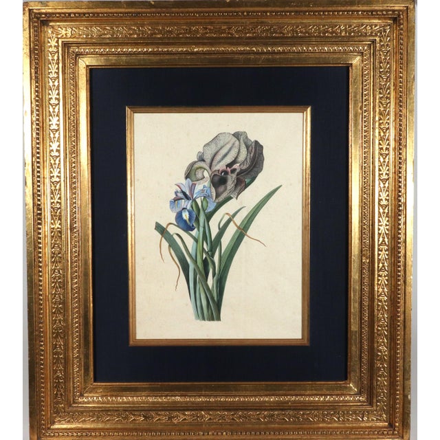 Circle of Georg Dionysius Ehret Iris Watercolor, Mid-18th Century For Sale - Image 9 of 11