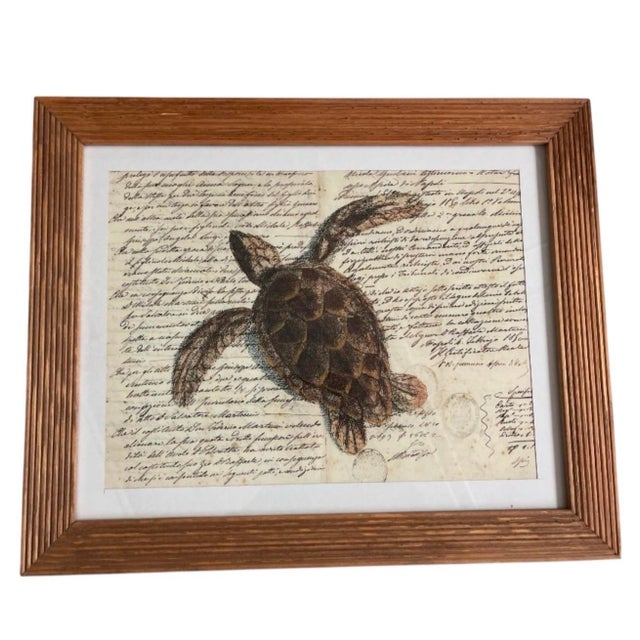Illustration Vintage Sea Turtle Script Art Print in Fluted Wooden Frame For Sale - Image 3 of 12
