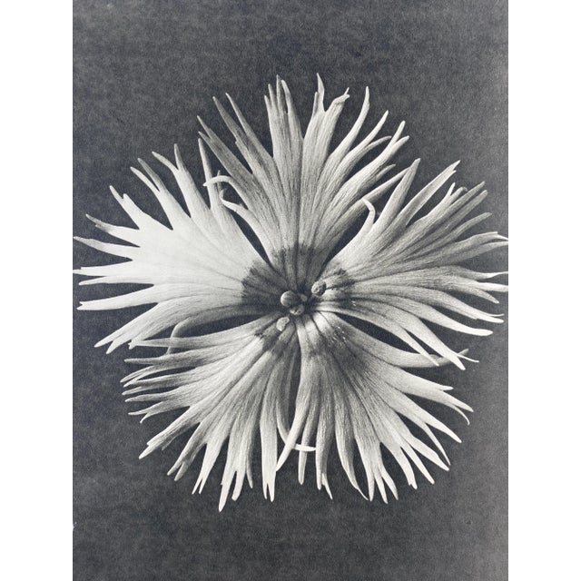 Exquisite Botanical photogravure from famed Urformen Der Kunst portfolio by Blossfeldt . Karl Blossfeldt (1865 - 1932) was...