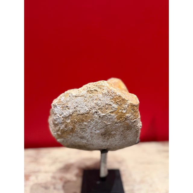 Fossiled Shell Petrified Stone For Sale - Image 4 of 4