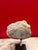 Fossiled Shell Petrified Stone For Sale - Image 4 of 4