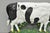 Antique Black and White Dairy Cow Cast Iron Painted Large Figural Door Stop For Sale - Image 4 of 9