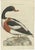 Late 18th Century Sepp, Houttuyn & Nozeman, The Male Common Shelduck, 1789, Print For Sale - Image 5 of 5