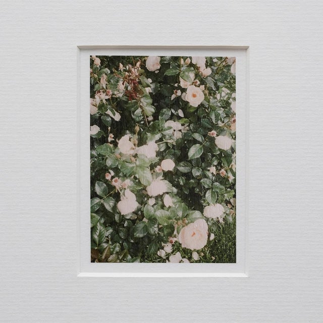 The Rose Garden Prints by David Urbano, 2018, Set of 9 For Sale - Image 13 of 18