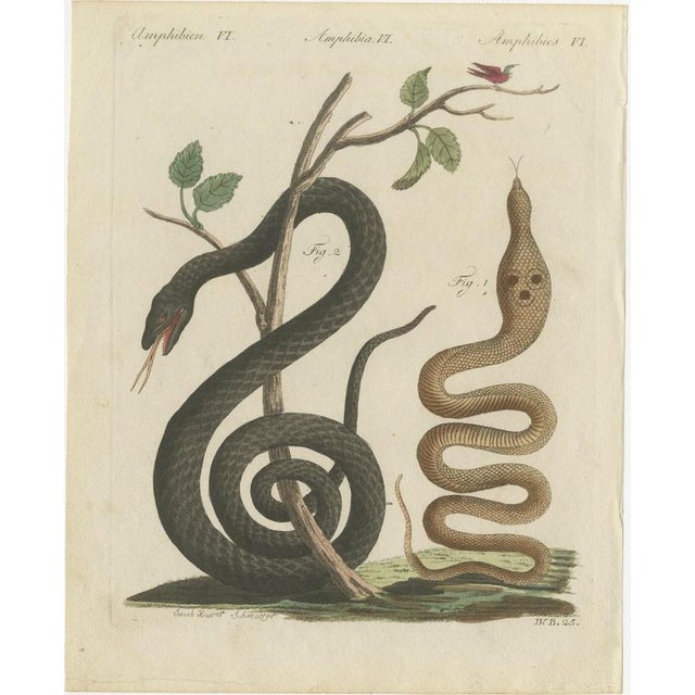 Bertuch, Black Snake with Hummingbird, 1805, Print For Sale - Image 3 of 12