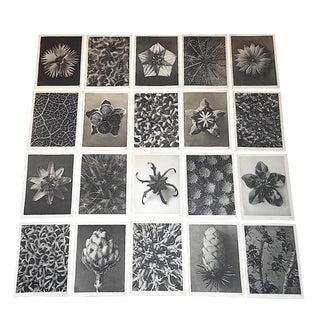 Vintage Botanical Photogravures-Karl Blossfeldt-Extreme Closeups - Set of 20 For Sale
