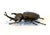 Japanese Articulate Bronze Beetle Jizai Okimono Attributed to Myochin Linage For Sale - Image 10 of 17