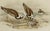 Realism John Gould Turnstone "Strepsilas Interpres" Naturalistic Lithograph Circa 1840-1869 For Sale - Image 3 of 6