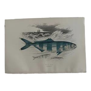 19th Century Fish Print From the Fishes of the British Islands by Jonathan Couch f.l.s.