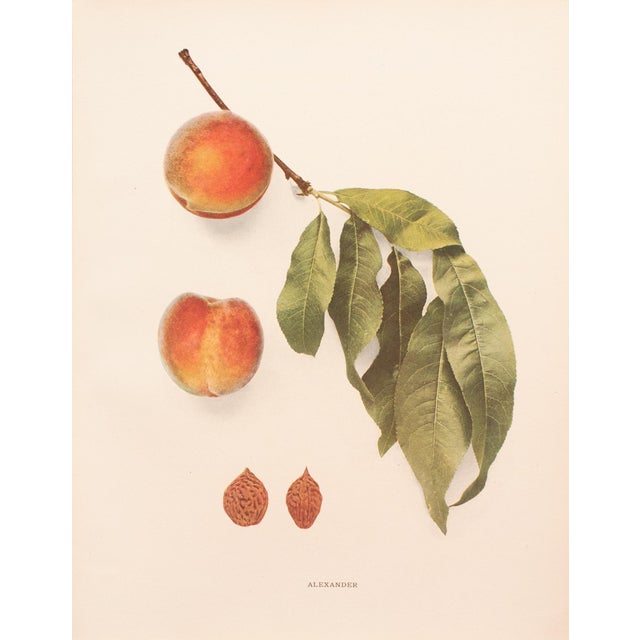 A magnificent original antique photogravure (print) of Alexander Peaches by Ulysses Prentiss Hedrick (1870-1951). Superb...